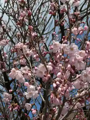 志賀理和氣神社(岩手県)