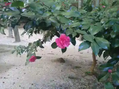 明月院(神奈川県)