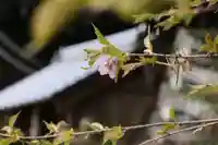大國主神社の自然