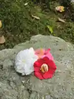 霊鑑寺門跡の自然