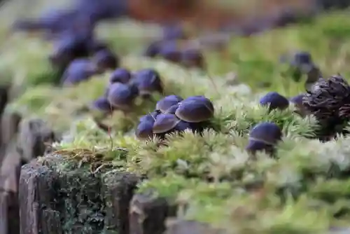 鹿島大神宮の自然