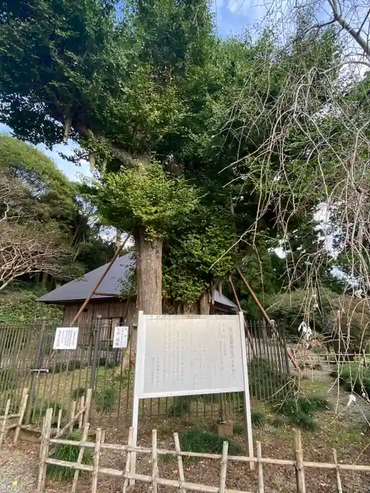 村山浅間神社(静岡県)