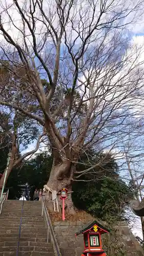 常陸第三宮　吉田神社の自然