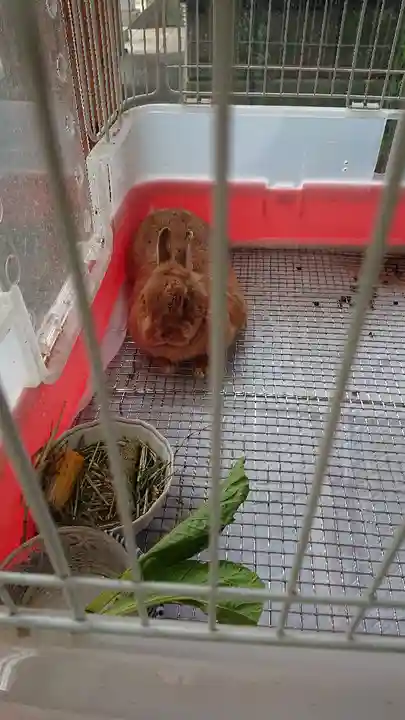 太子堂八幡神社の動物