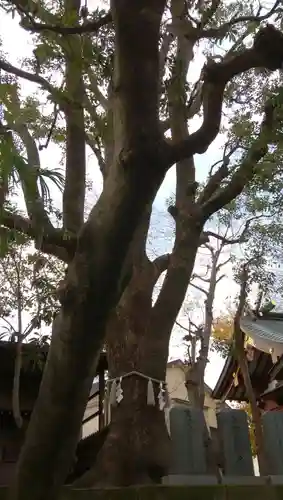 女塚神社の自然