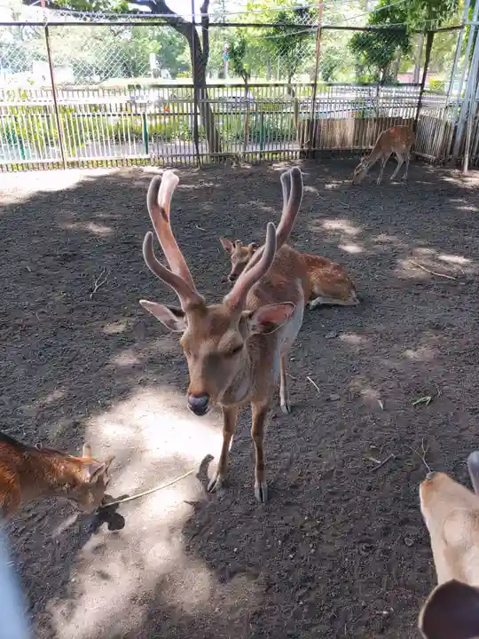 相州春日神社の動物