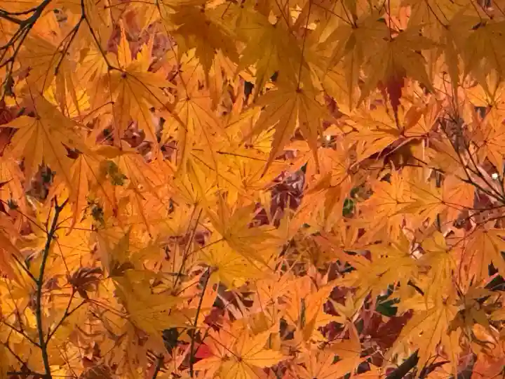高麗神社(埼玉県)