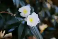 三津厳島神社の自然