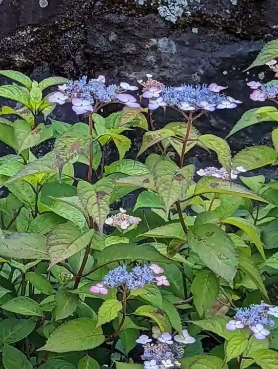 大善寺(京都府)