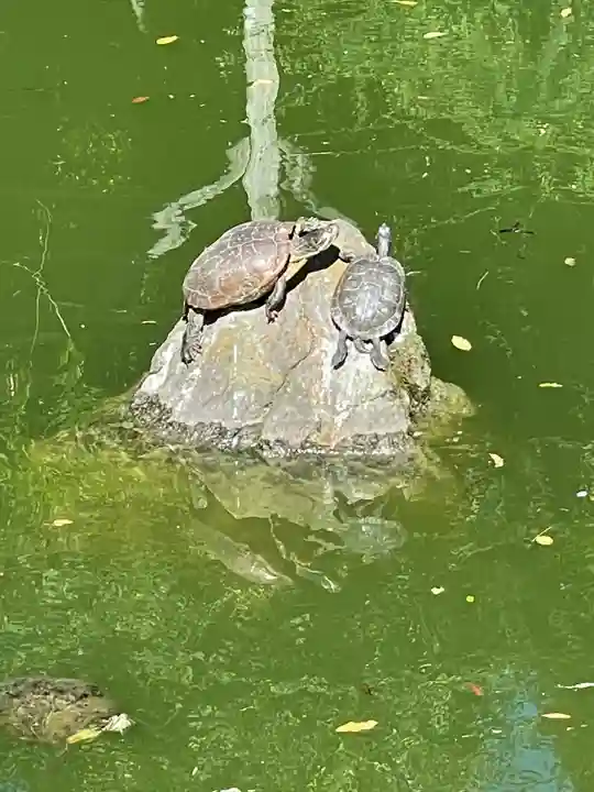 亀戸天神社の動物