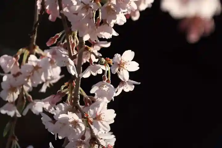 正観音堂の自然