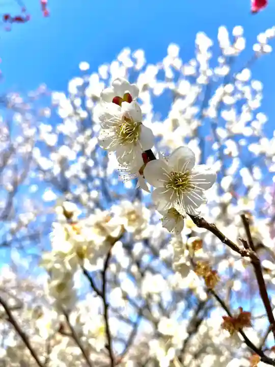 谷保天満宮(東京都)