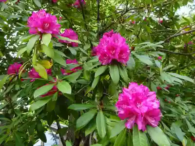 野津田薬師堂(福王寺)の自然