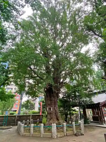 磐井神社の自然