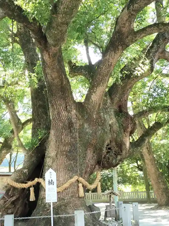 大麻比古神社(徳島県)