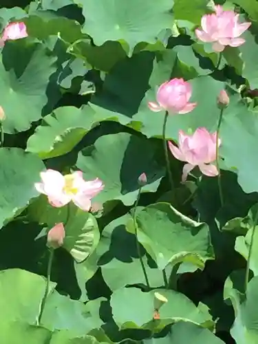 丹生大師 神宮寺の自然
