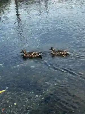 富士山本宮浅間大社(静岡県)