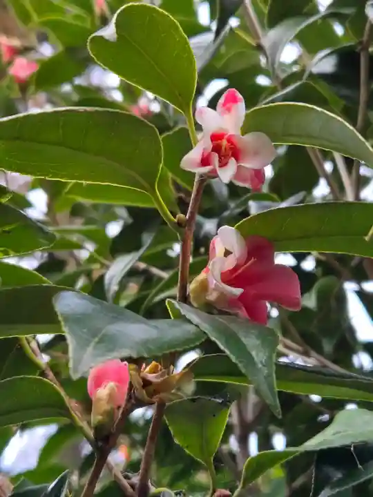 沙沙貴神社(滋賀県)