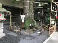 小芝八幡宮の自然