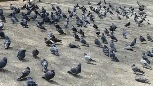 筥崎宮(福岡県)