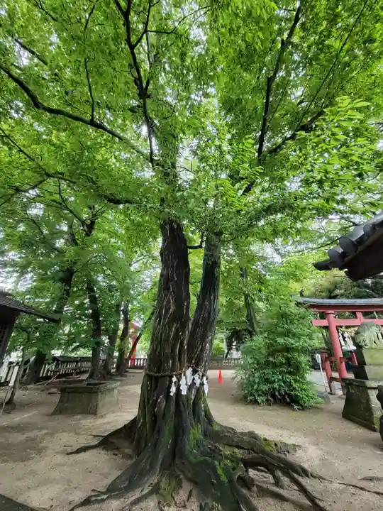 本太氷川神社の自然