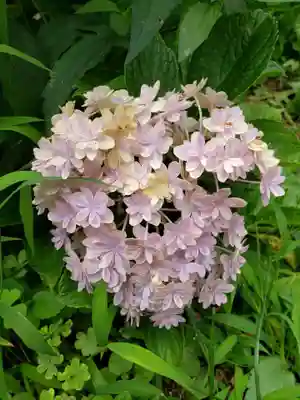 本郷氷川神社(東京都)