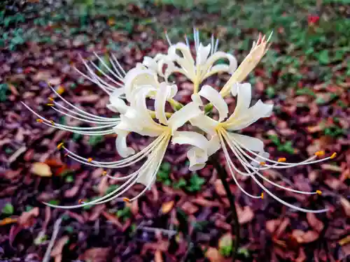 平野神社の自然