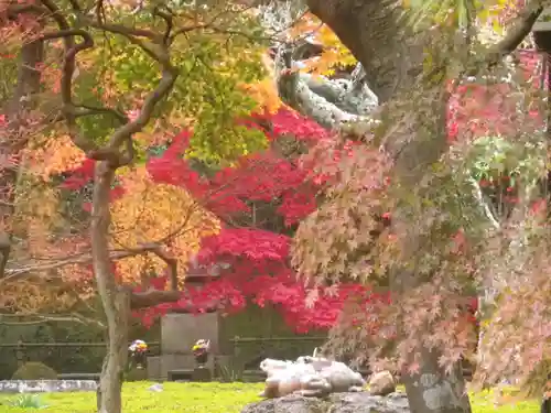 長壽寺（長寿寺）の自然