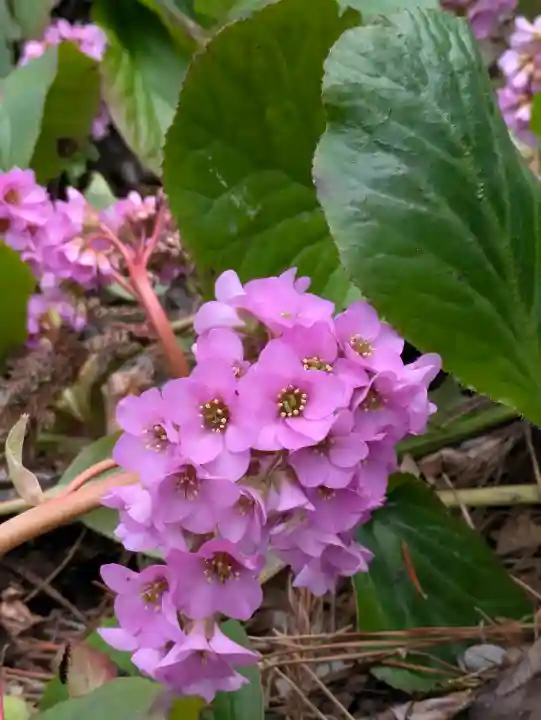 船魂神社の{uncategorized: "未分類", other: "その他", undefined: "問題あり", building: "その他建物", grave: "お墓", sacred_gate: "鳥居", guardian: "狛犬", statue: "像", buddha: "仏像", history: "歴史", nature: "自然", garden: "庭園", animal: "動物", pagoda: "塔", temizu: "手水舎", mountain_gate: "山門・神門", sanctuary: "本殿・本堂", subordinate: "末社・摂社", art: "芸術", scenery: "景色", jizo: "地蔵", ema: "絵馬", goshuin: "御朱印", omikuji: "おみくじ", items: "授与品その他", amulet: "お守り", goshuincho: "御朱印帳", eats: "食事", festival: "お祭り", votive_dance: "神楽", shichigosan: "七五三参", wedding: "結婚式", experience: "体験その他", initially: "初詣", around: "周辺", anti_infection: "感染症対策"}