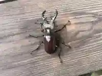 木舟山 順教寺の動物