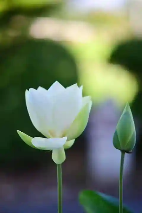 浄土寺(兵庫県)