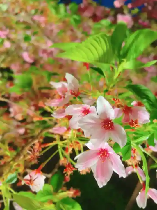 東寺(教王護国寺)の自然