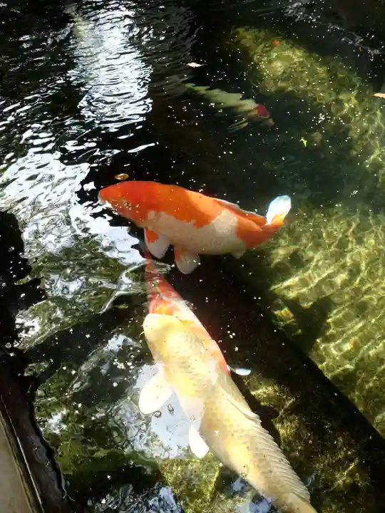 大聖観音寺(あびこ観音)(大阪府)
