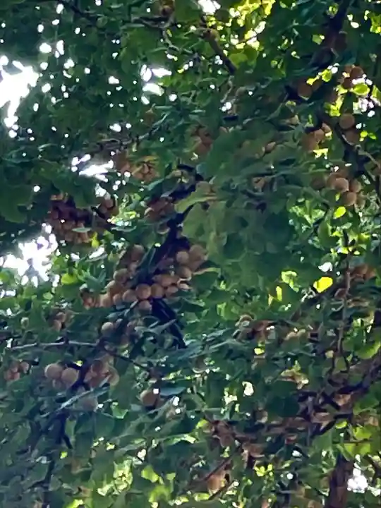 雲八幡宮の自然