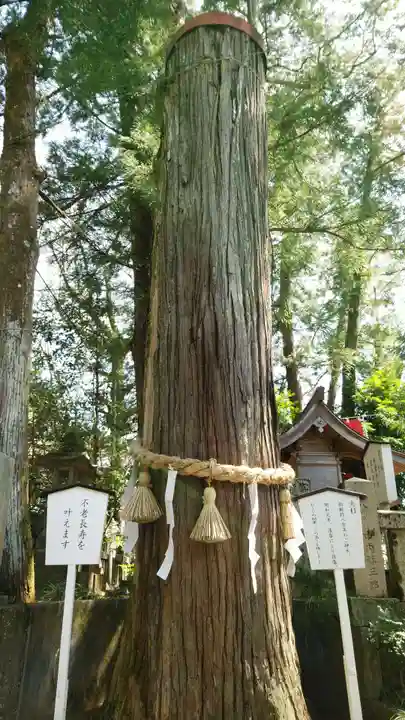 椙本神社の自然