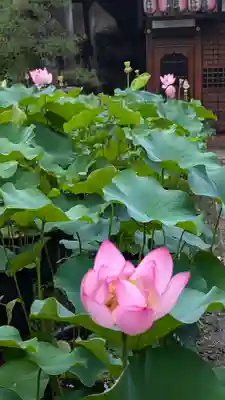 行願寺（革堂）(京都府)