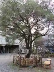 牛天神北野神社の自然