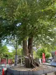 鎮守氷川神社の自然