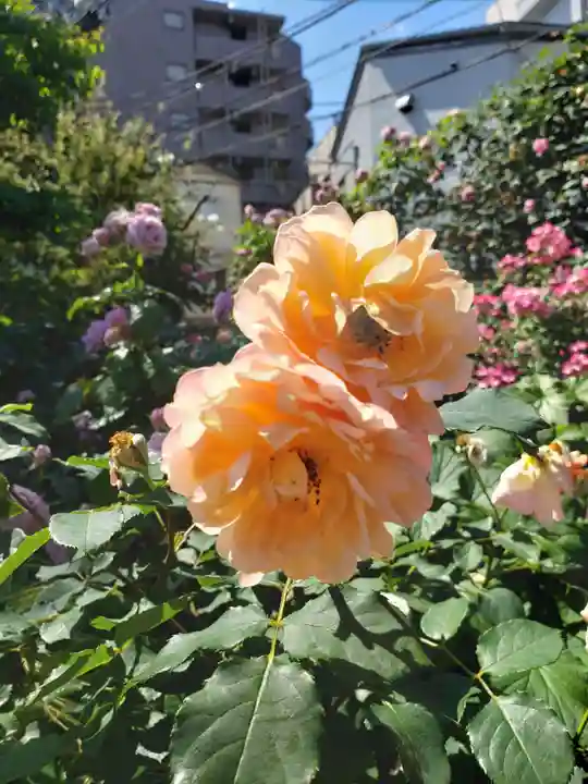 薬師寺 南蔵院 (東京都)