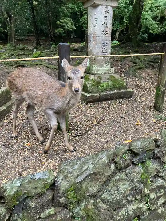 春日大社(奈良県)