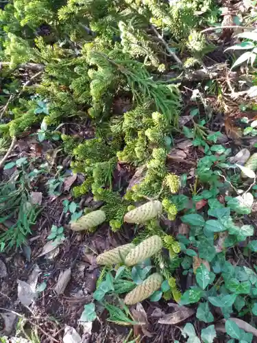 道路衢神の自然