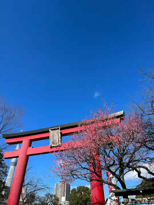亀戸天神社の鳥居