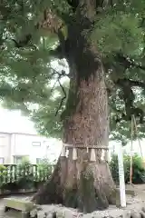 金鑚神社(埼玉県)