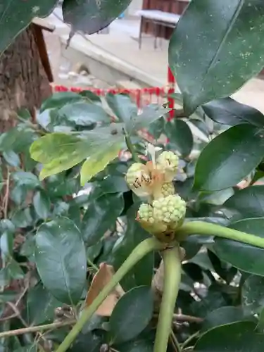 三輪神社の自然
