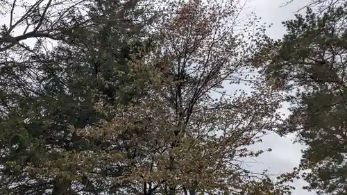 帯広三吉神社の自然