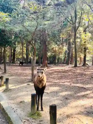 春日大社(奈良県)