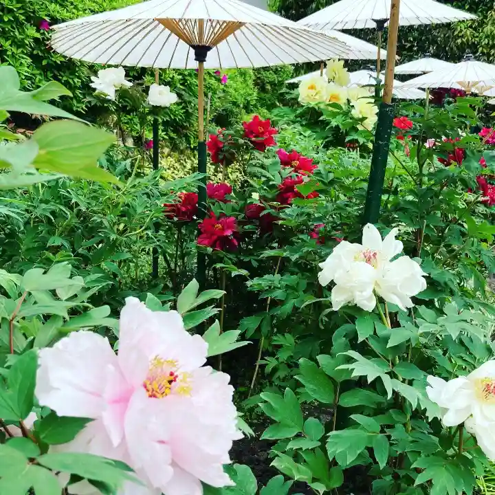 當麻寺西南院の自然