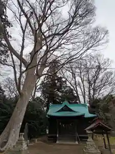 酒門神社(茨城県)(2025年01月13日(月) 12時16分39秒投稿)