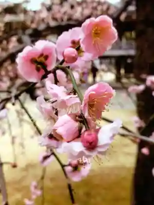 妙法寺(東京都)
