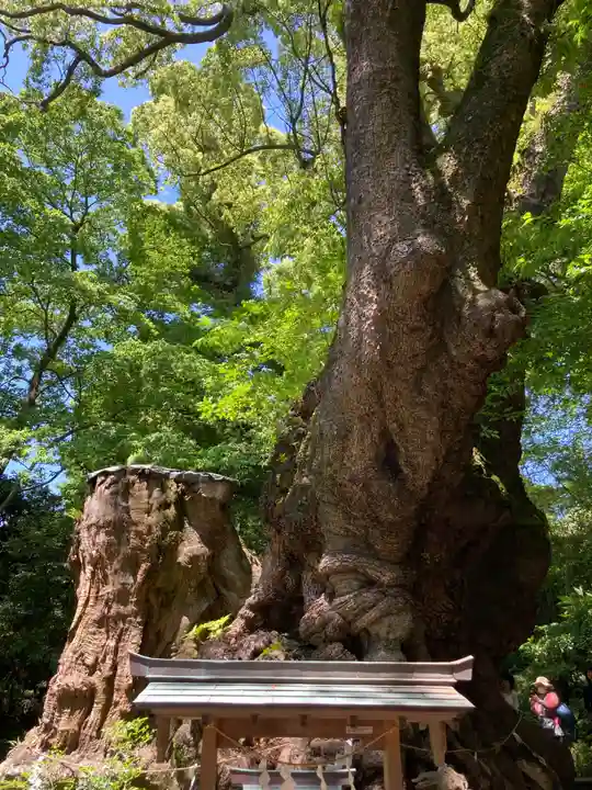 來宮神社(静岡県)